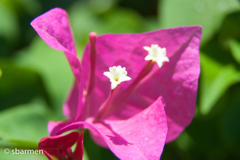 Blomstene ved bassenget